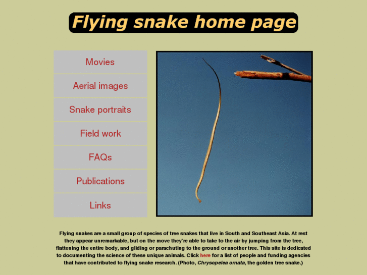 www.flyingsnake.org