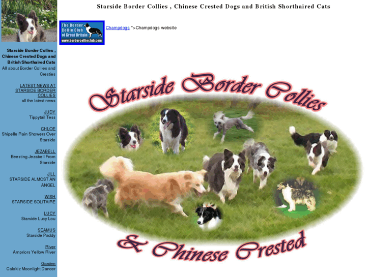 www.starsidebordercollies.net