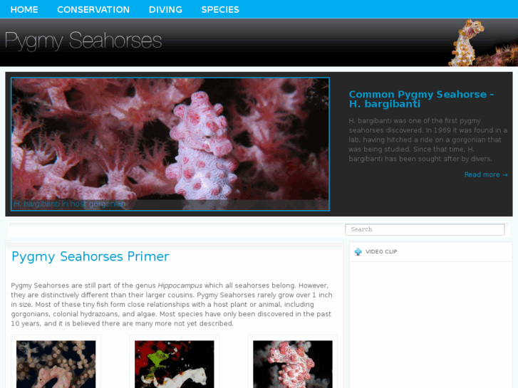 www.pygmyseahorses.com