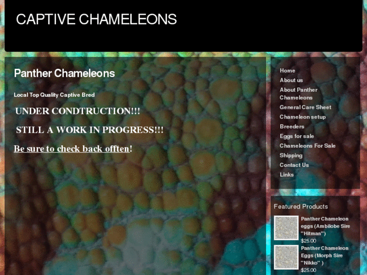 www.captivechameleons.com