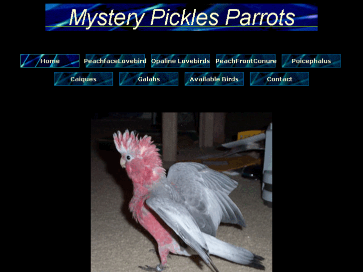 www.mysterypicklesparrots.com