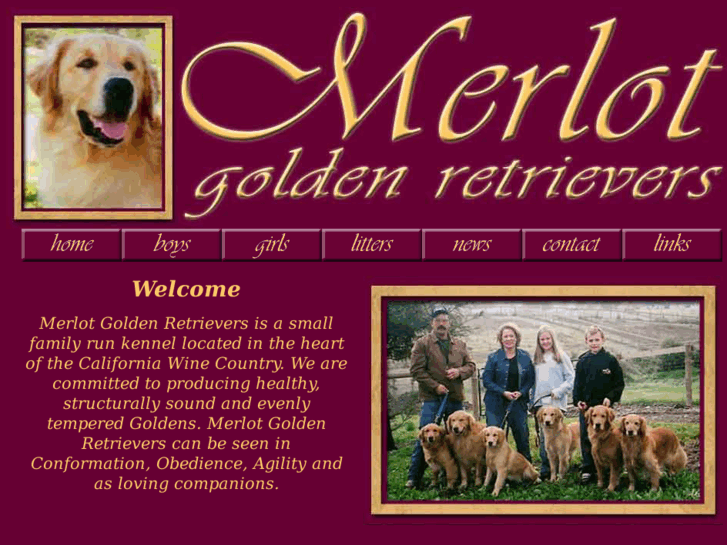 www.merlotgoldenretrievers.com