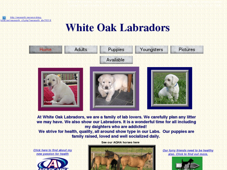 www.whiteoaklabradors.com