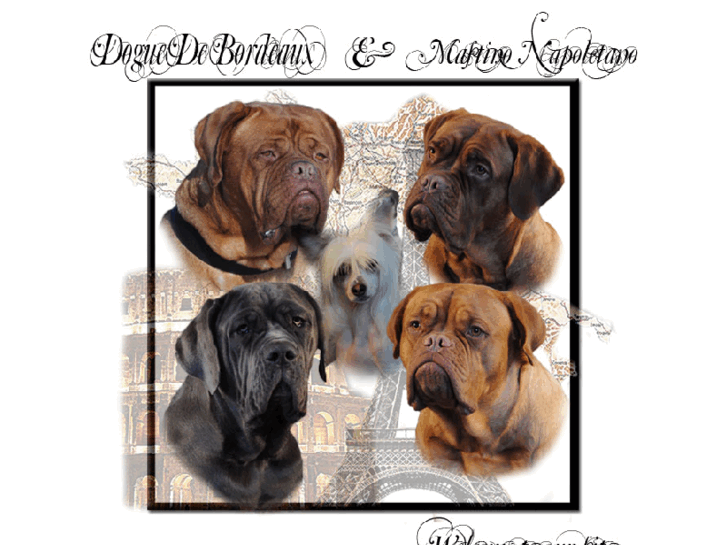 www.doguedebordeaux.se