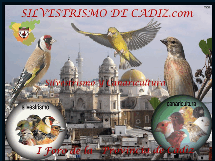 www.silvestrismodecadiz.com