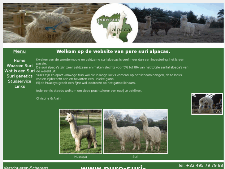 www.pure-suri-alpacas.com