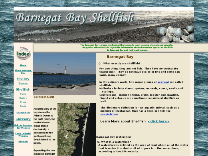 www.barnegatshellfish.org