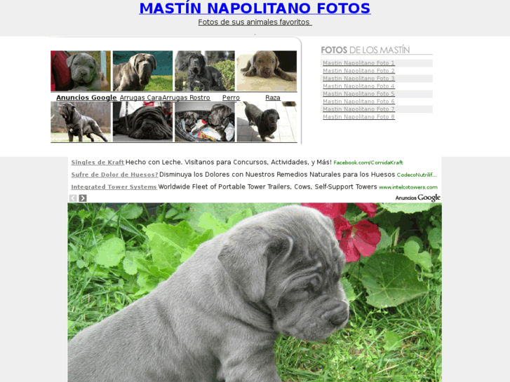 www.mastin-napolitano-fotos.com