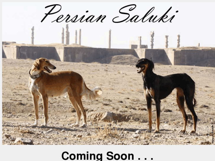 www.persiansaluki.com