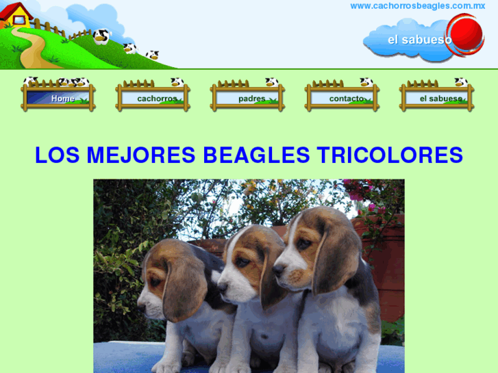 www.cachorrosbeagles.com