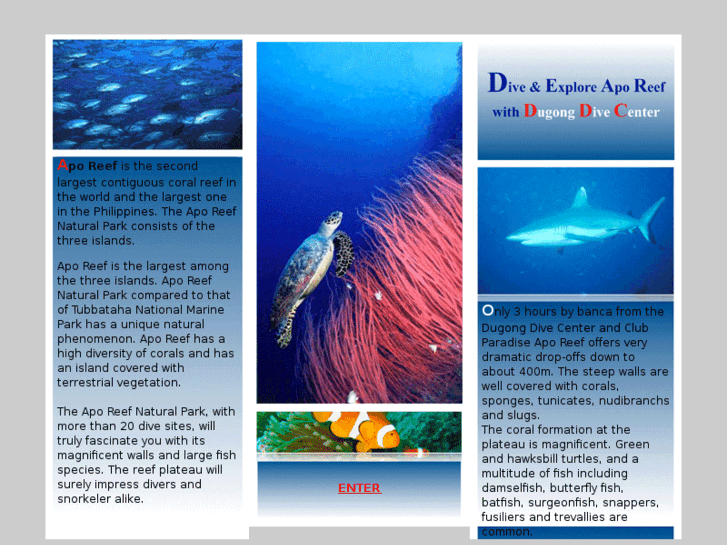 www.diveaporeef.com