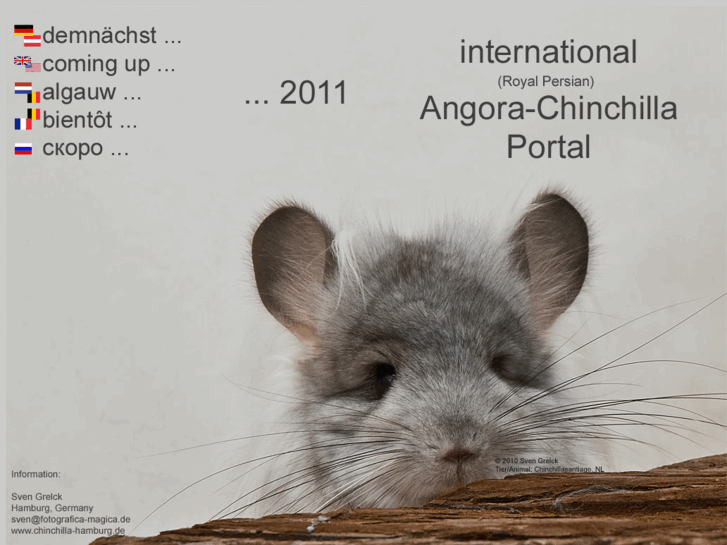 www.angora-chinchilla.com