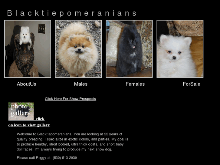 www.blacktiepomeranians.com