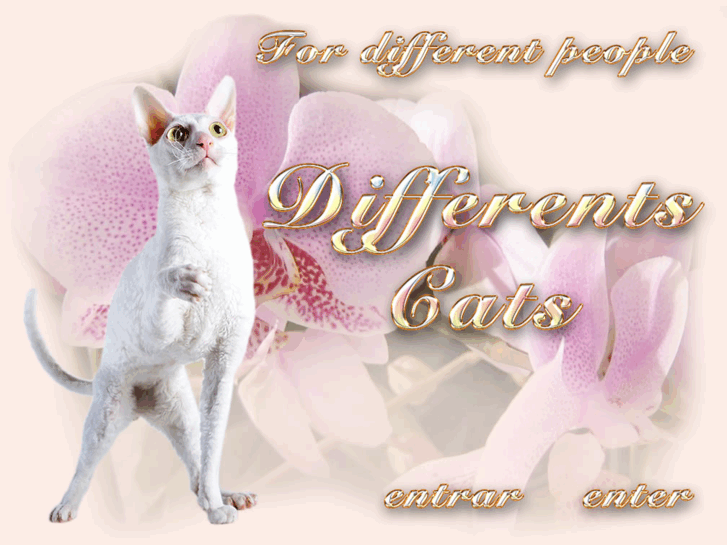 www.differentscats.com