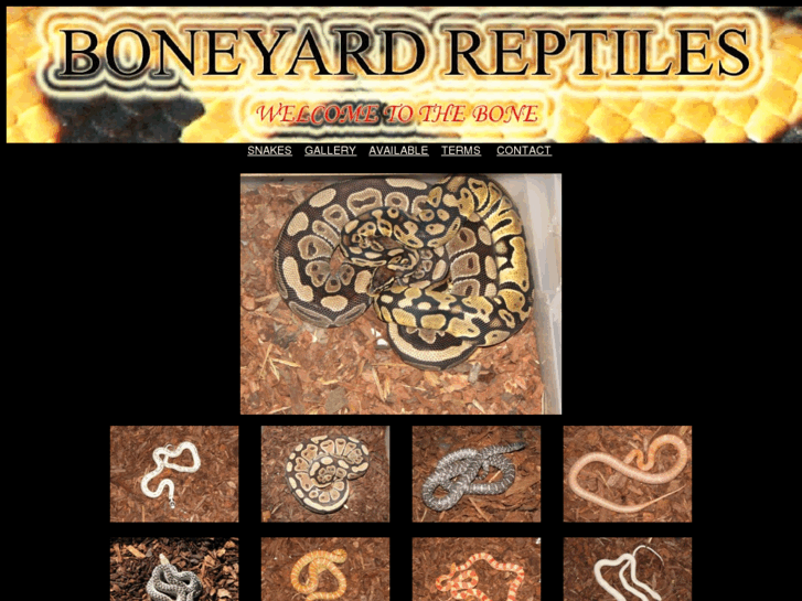 www.boneyardreptiles.com