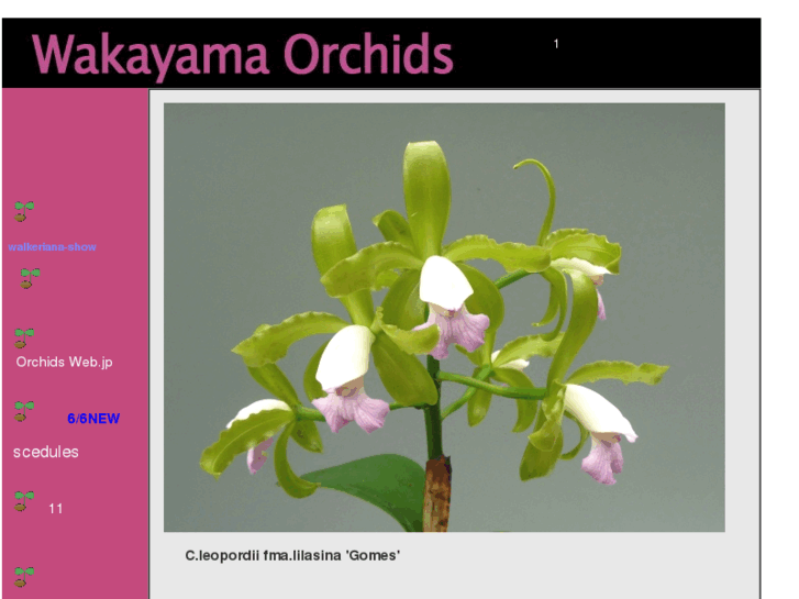 www.w-orchids.net