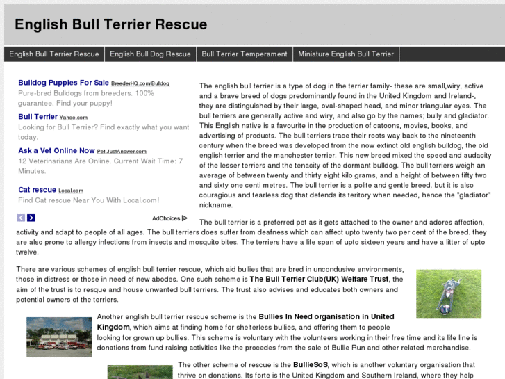 www.englishbullterrierrescue.com