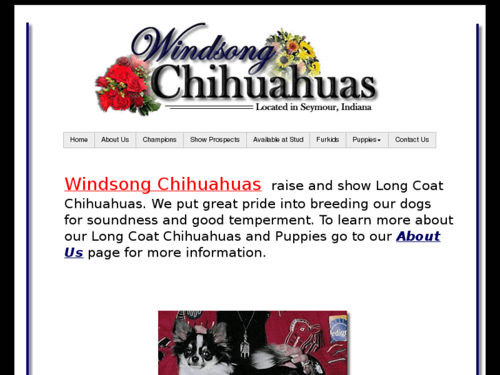 www.windsongchihuahuas.com