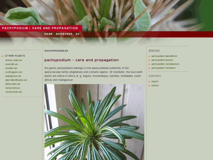 www.pachypodium.eu