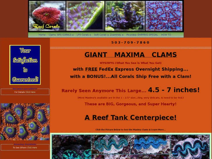 www.reefcorals.com
