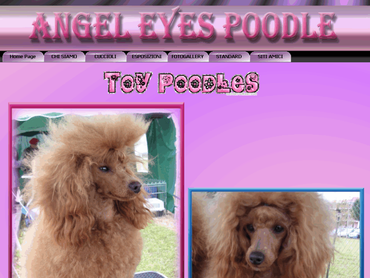 www.angel-eyes-poodle.com