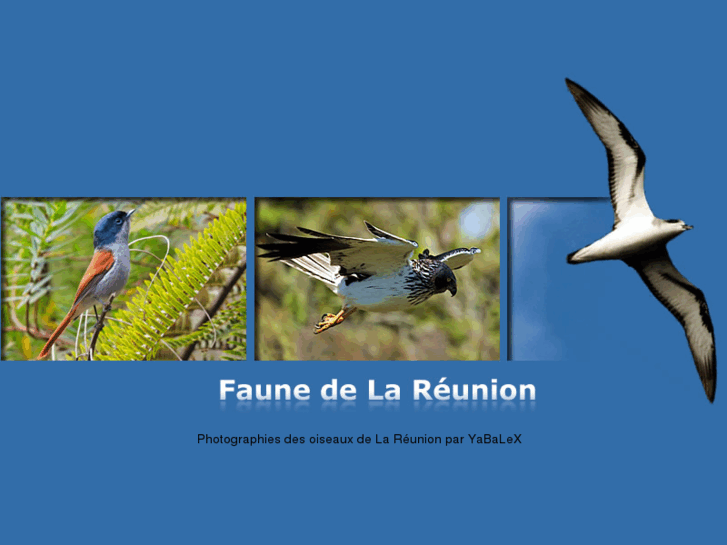 www.faune-reunion.com