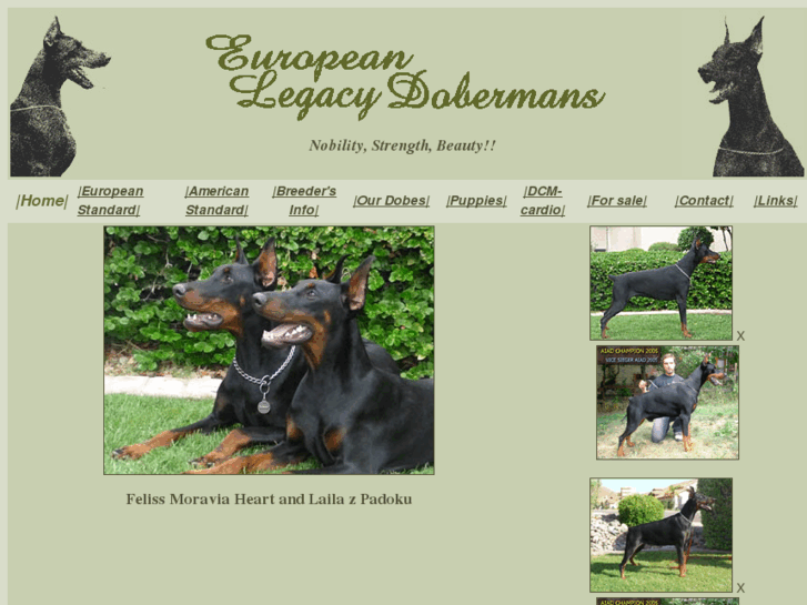 www.dobermanpuppyforsale.com