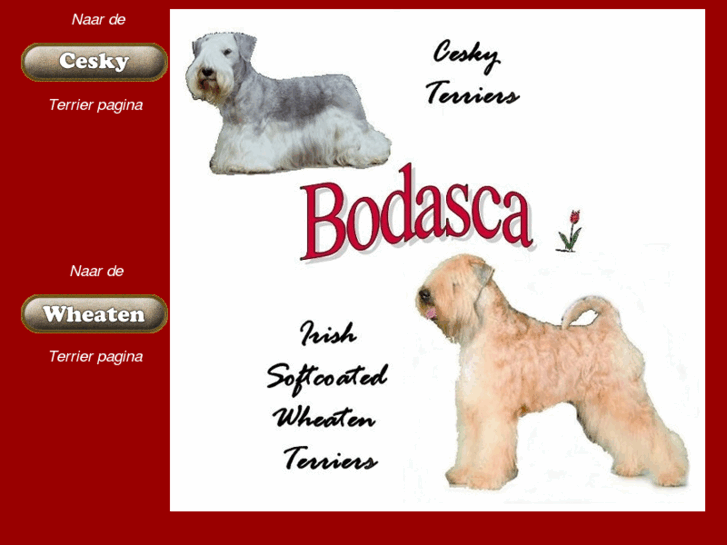 www.bodasca.nl