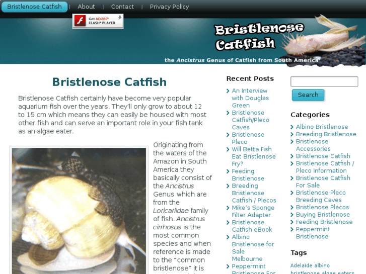 www.bristlenosecatfish.com