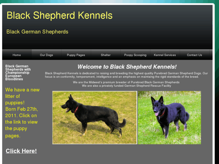 www.blackshepherdkennels.com