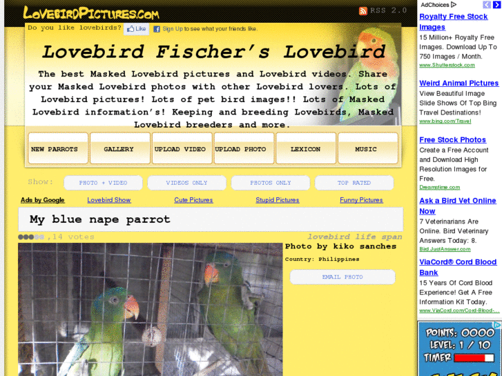 www.lovebirdpictures.com