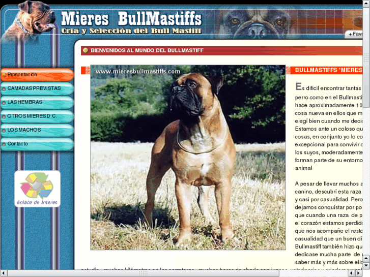 www.mieresbullmastiffs.com