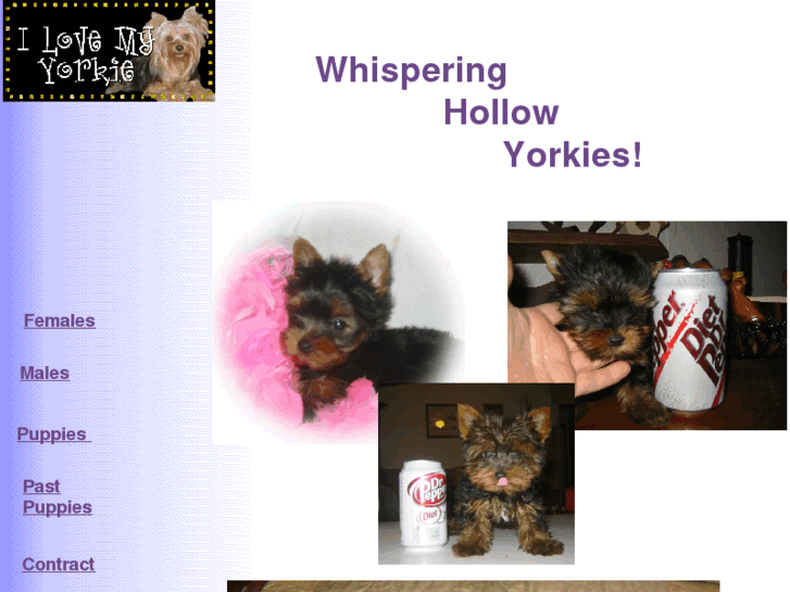 www.whisperinghollowyorkies.com