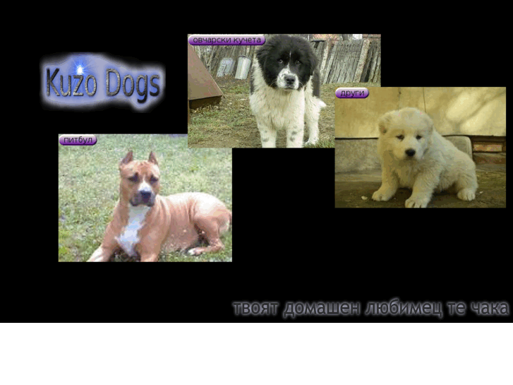 www.kuzodogs.com