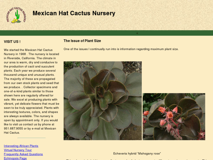 www.mexicanhatcactus.com