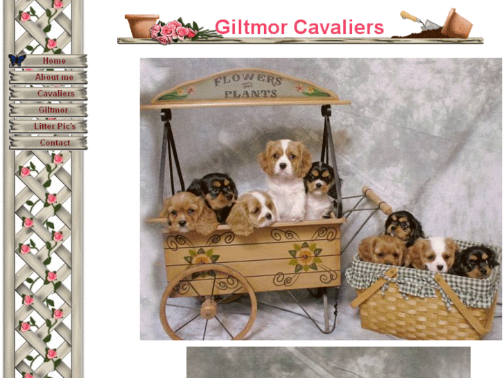 www.giltmorcavaliers.com