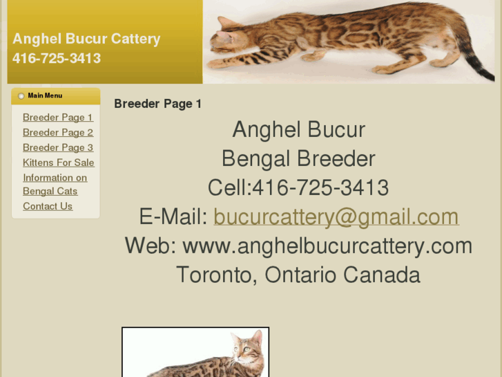 www.anghelbucurcattery.com