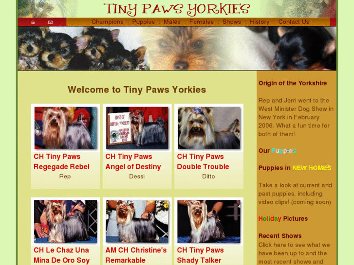 www.tinypawsyorkies.com