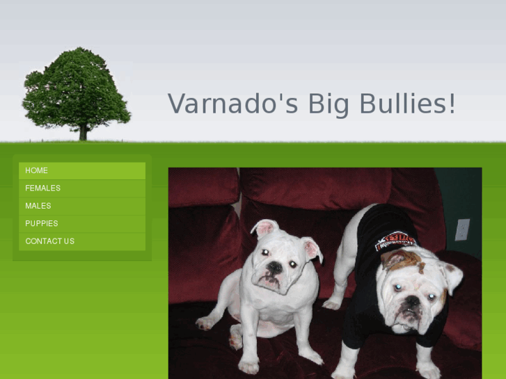 www.thebigbullies.com