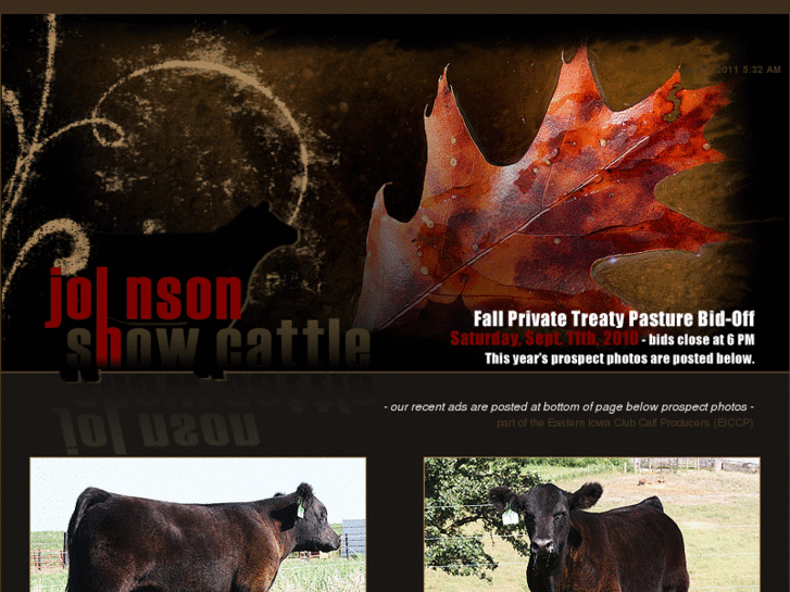 www.johnsonshowcattle.com