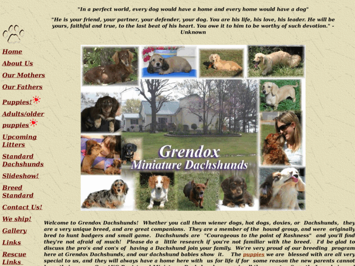 www.grendoxdachshunds.com