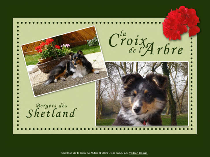 www.shelties-croixdelarbre.com