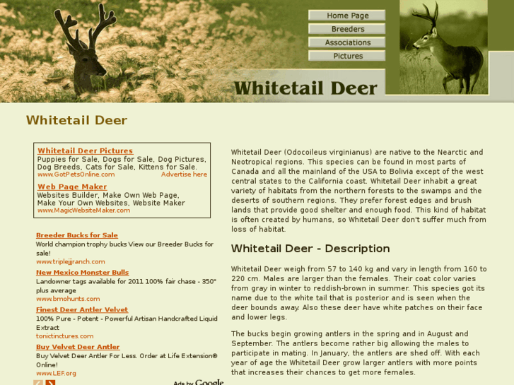 www.whitetail-deer.org