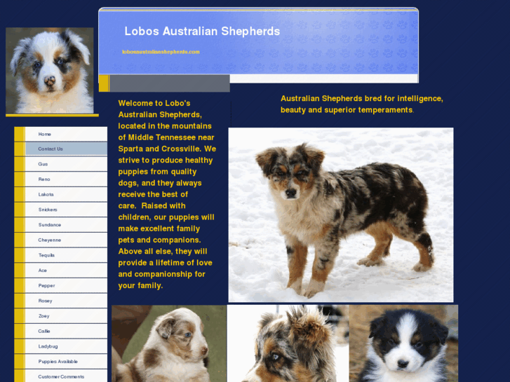 www.lobosaustralianshepherds.com