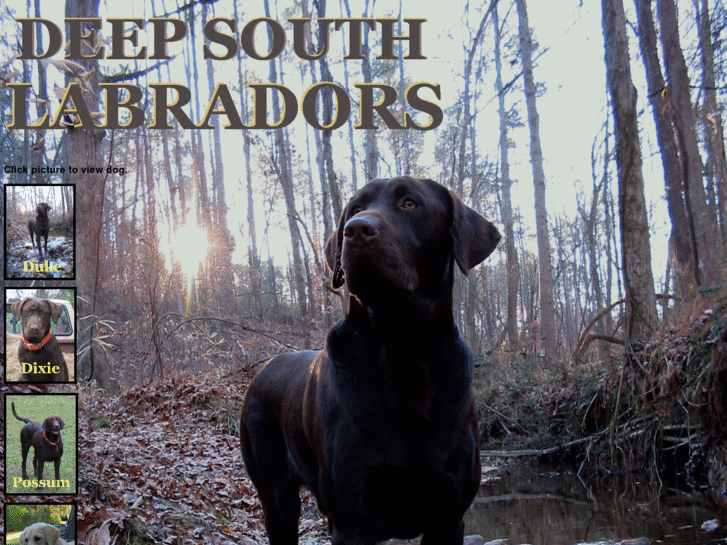 www.deepsouthlabradors.com