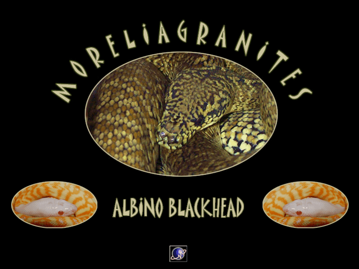 www.albinoblackheadpython.com