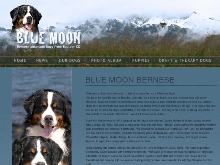 www.bluemoonbernese.info