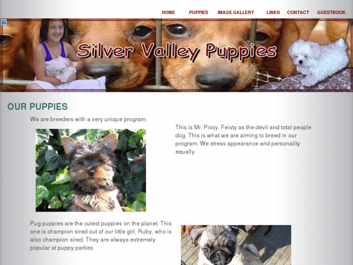 www.silvervalleypuppies.com