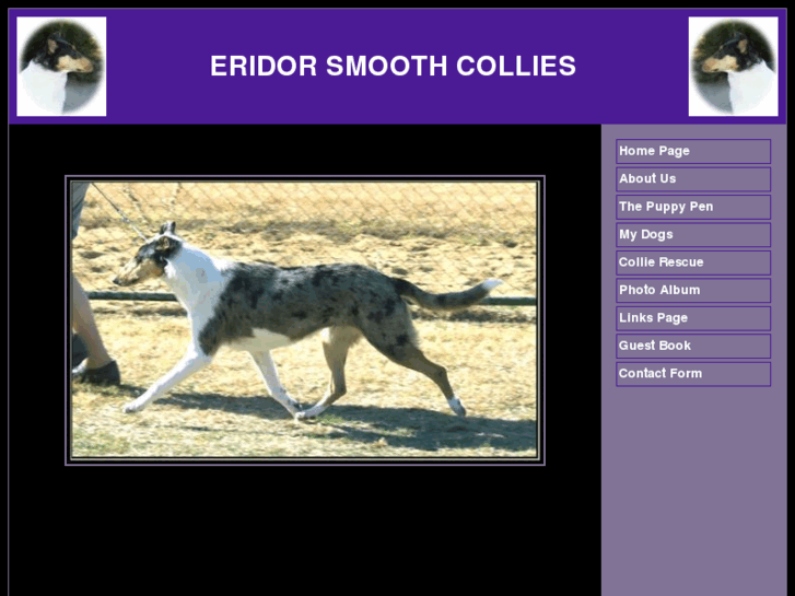 www.eridorsmoothcollies.com