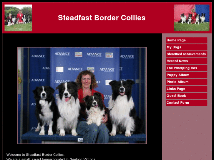 www.steadfastbordercollies.com